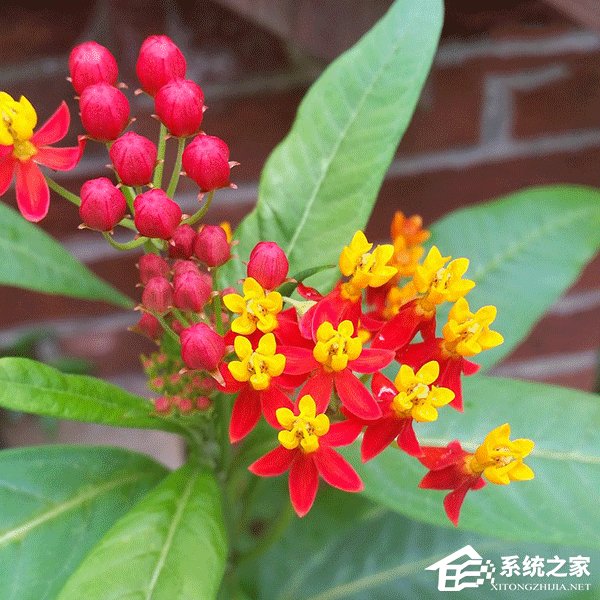 跪求原谅就行了？网购鲜花中竟暗藏“毒物”