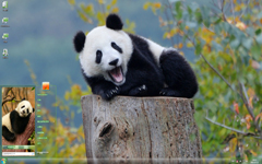 大熊猫可爱摄影Win7主题