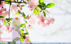 唯美的粉色花卉自然风景Win7主题