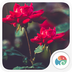 红玫瑰-梦象动态壁纸