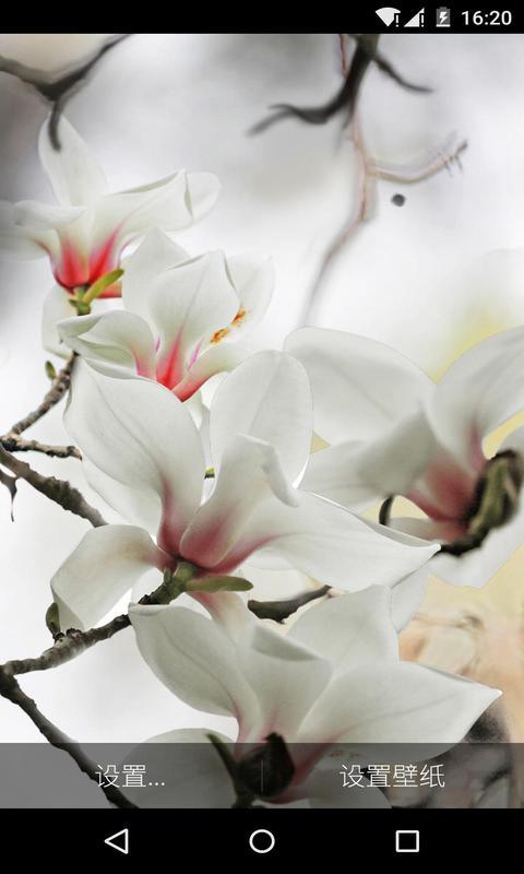 玉兰花-梦象动态壁纸 v1.3.5