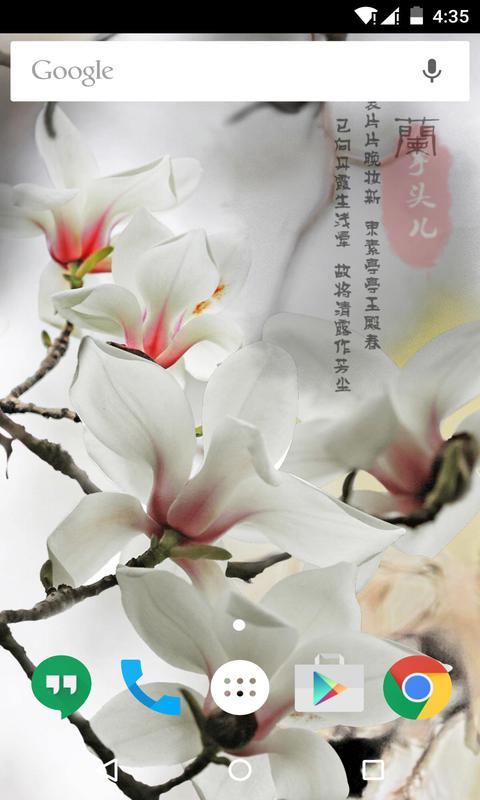 玉兰花-梦象动态壁纸 v1.3.5