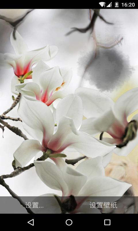 玉兰花-梦象动态壁纸 v1.3.5
