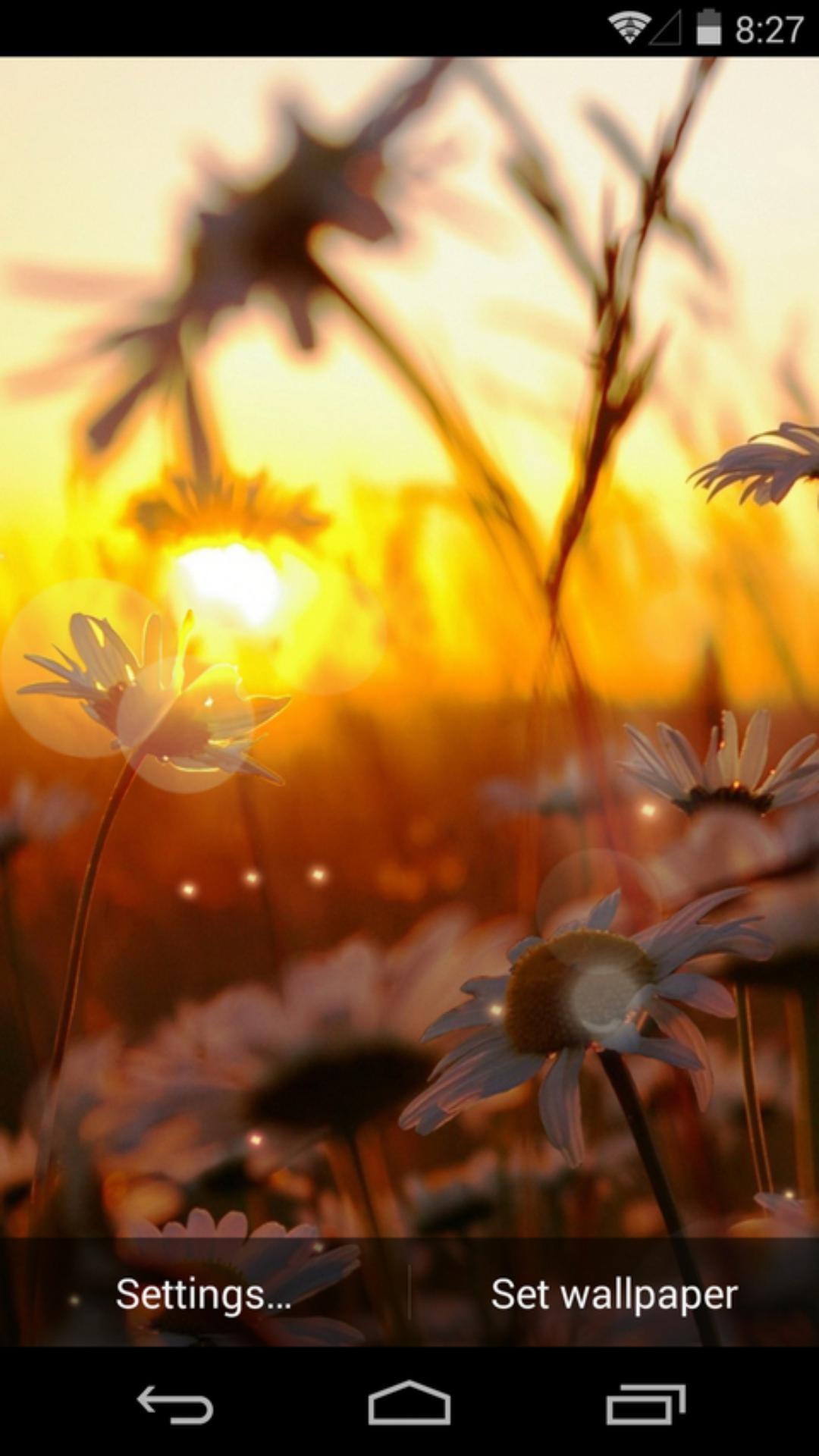 夕阳花语-梦象动态壁纸 v1.2.3