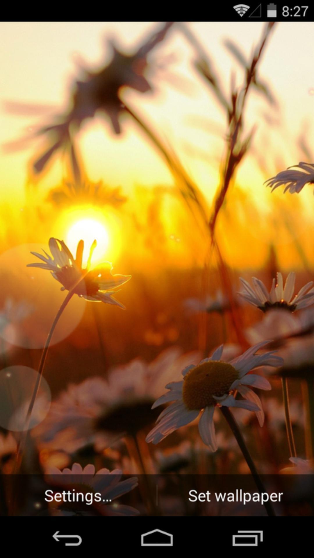 夕阳花语-梦象动态壁纸 v1.2.3