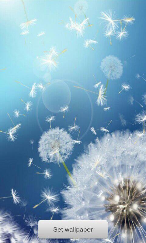 恋上蒲公英-梦象动态壁纸 v1.2.8