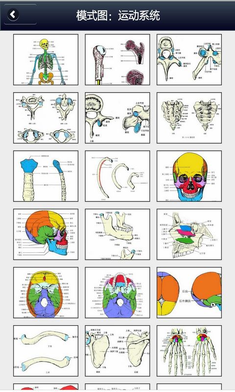 人体解剖学 v1.0